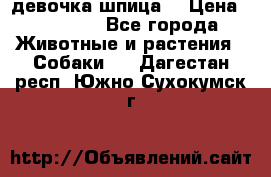 девочка шпица  › Цена ­ 40 000 - Все города Животные и растения » Собаки   . Дагестан респ.,Южно-Сухокумск г.